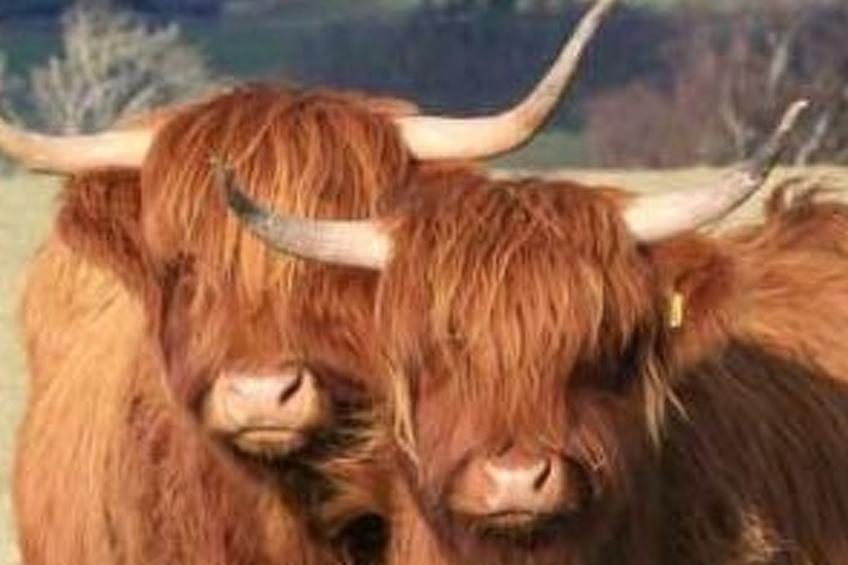 Großes, schottisches Landhaus an der Whiskystraße - foto 3