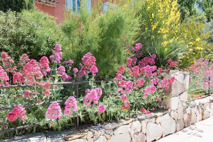 les amandiers - foto 27