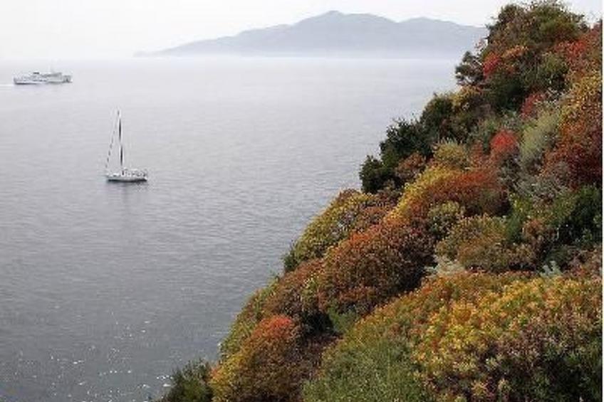 Flache Zeder - foto 7