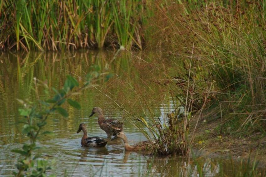 Maison de vacances - CLOHARS-CARNOET - foto 26