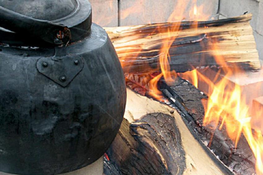 Villiruusu - foto 20