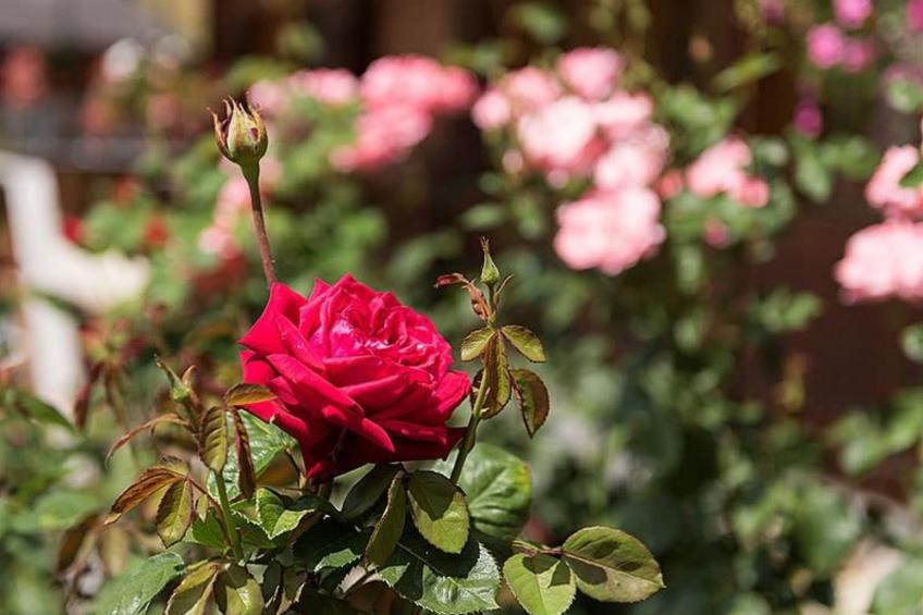 Grindelwald Zwygarte - foto 8