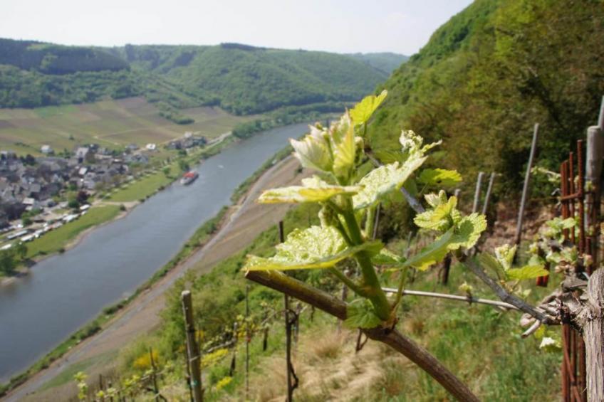 Weingut Hausmann - foto 30