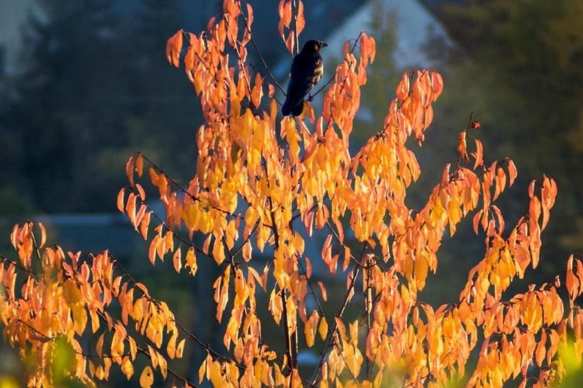 Perle-Lollipop - foto 25