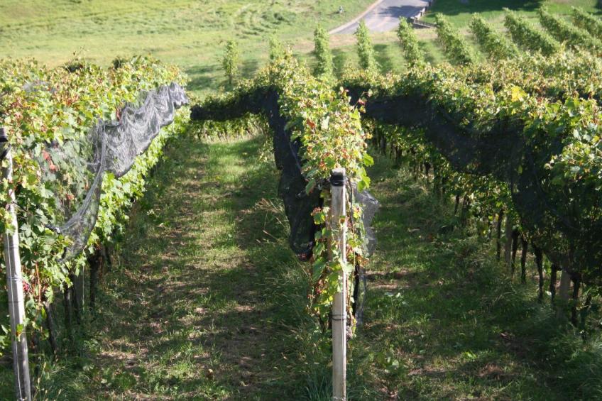 Rebenchalet - foto 27