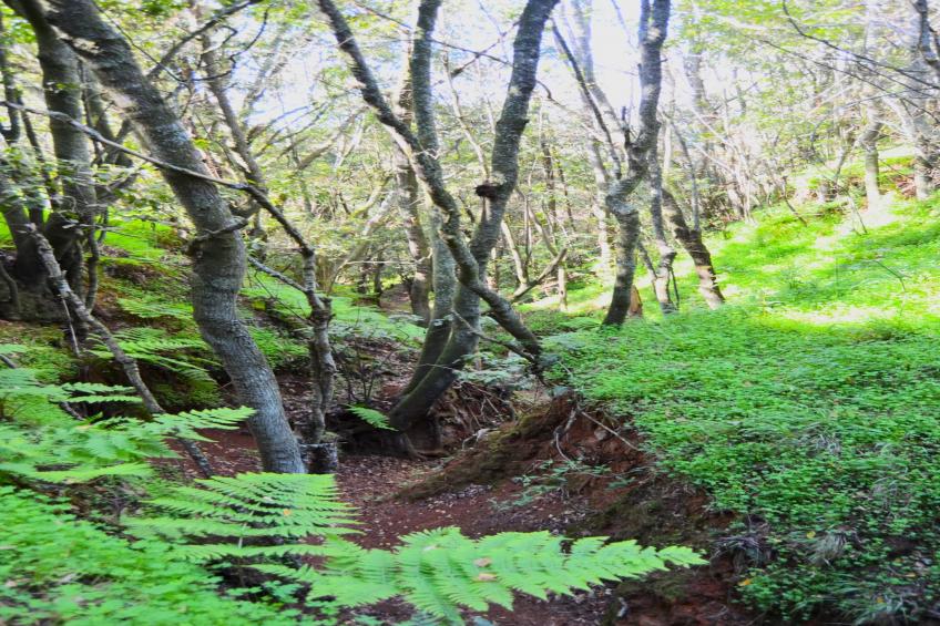 Sombra del Laurel - foto 40