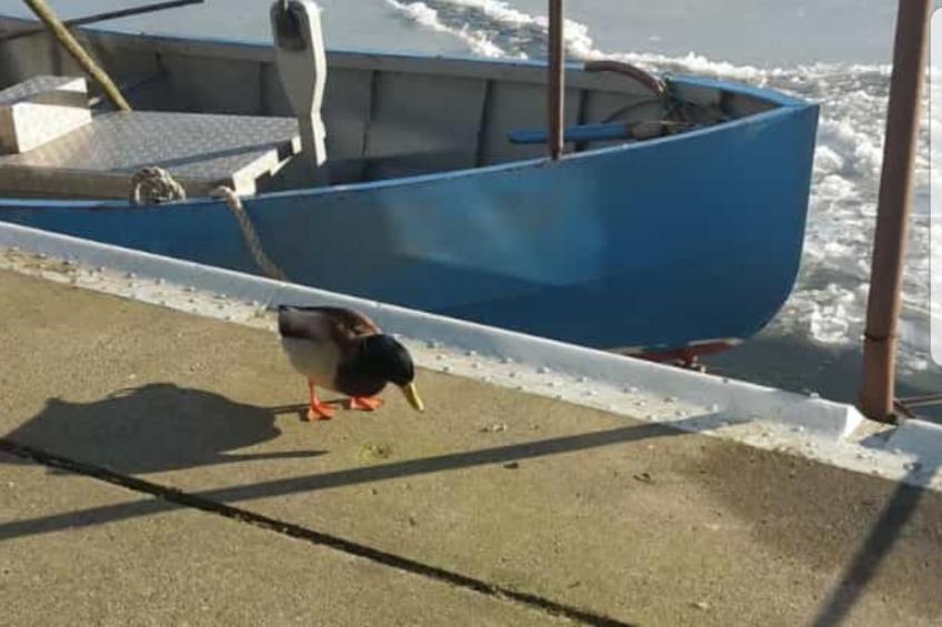 gemütlicher Bungalow - foto 37