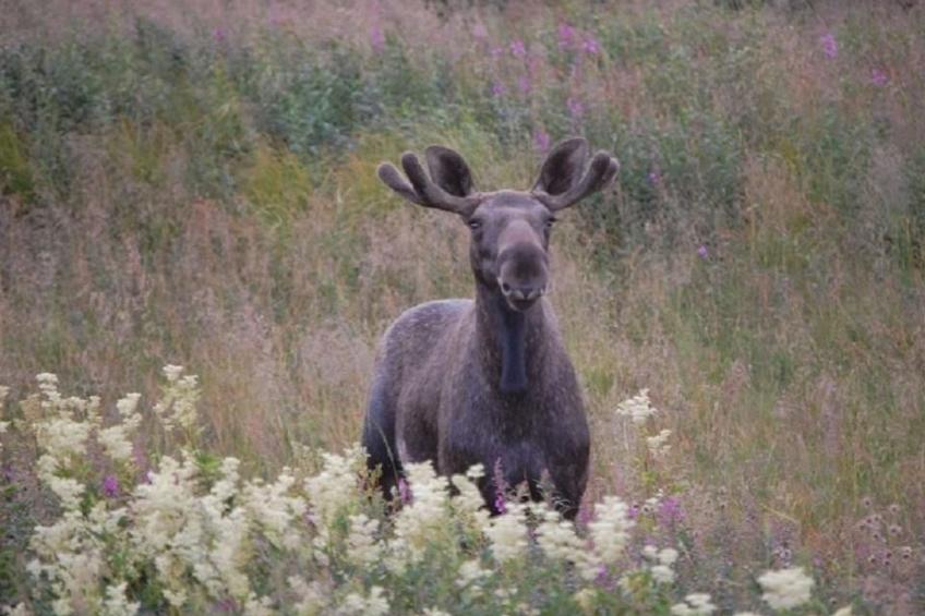 in Sorsele mit Gemeinsamem Garten - foto 14