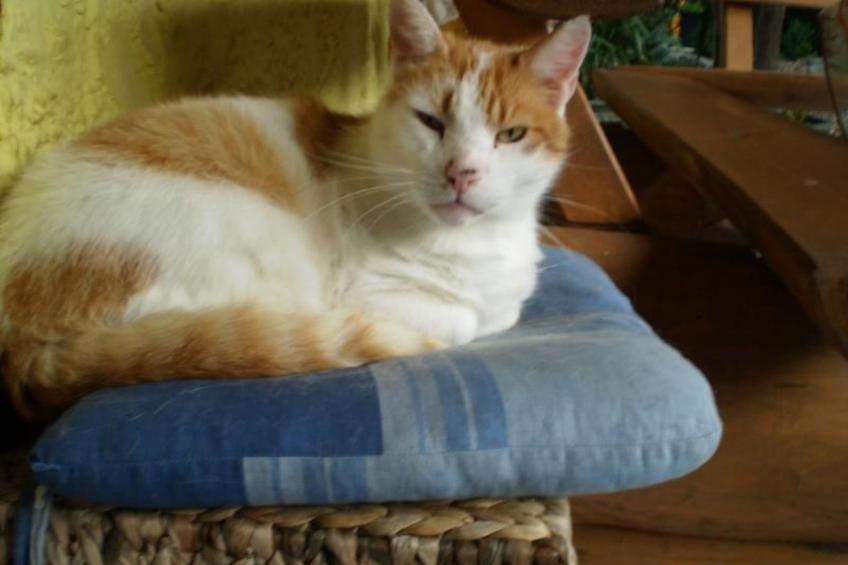 Gemütliche Wohnung mit Terrasse - foto 13