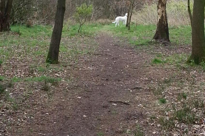 in Bad Bederkesa mit Garten - foto 18