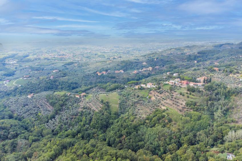 Agrifoglio - foto 32