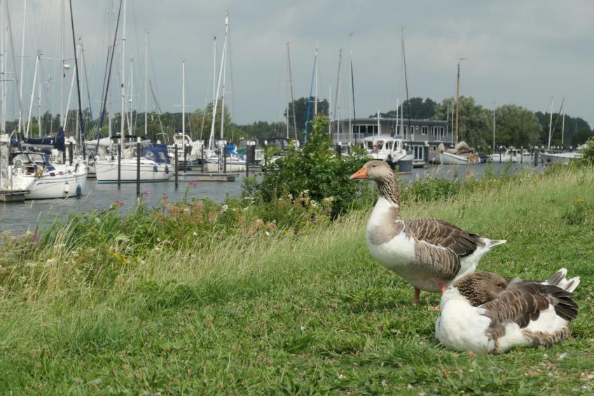 EuroParcs Resort De Biesbosch - foto 16