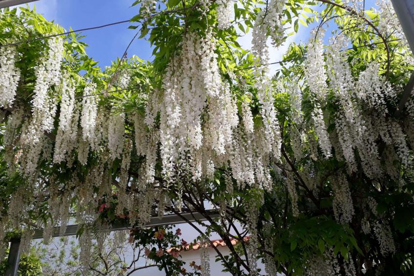 Quinta D'Avó Amélia, wunderschönes Landhaus zwischen den Bergen und dem Meer - foto 42