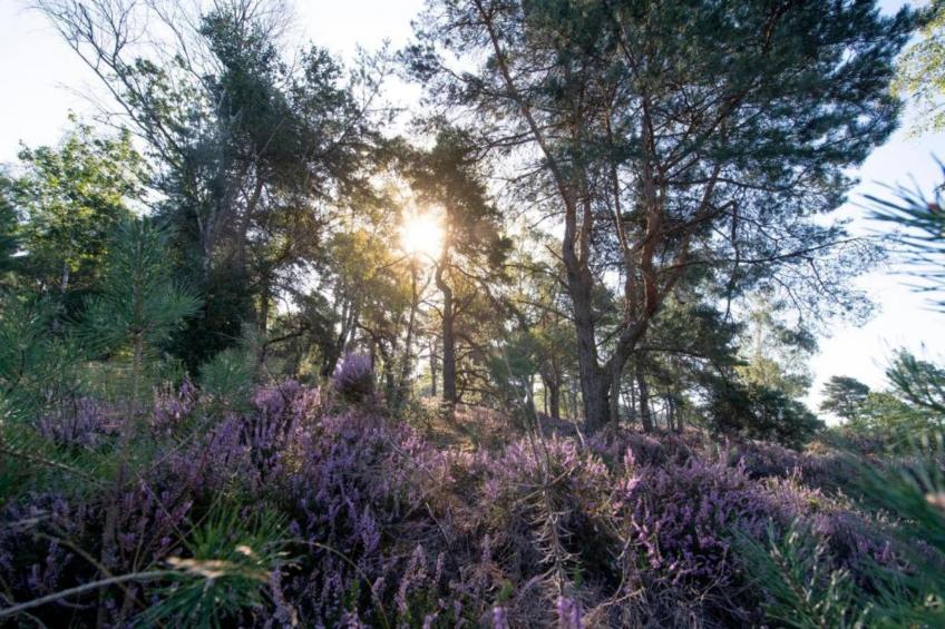 Buitenplaats Holten 7 - foto 35