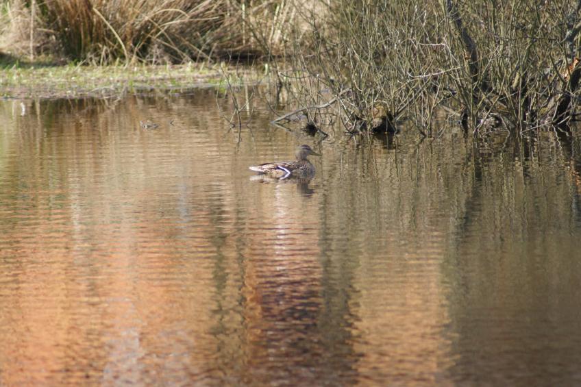 Meer, Landschaft, Stille - Ferienhäuser in den Gärten von Magra - foto 24