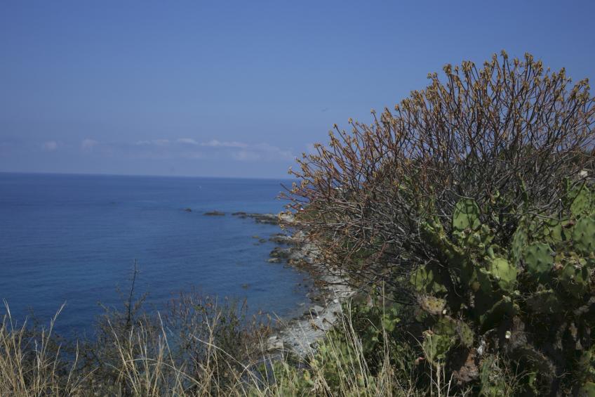 Mandorlo - foto 33