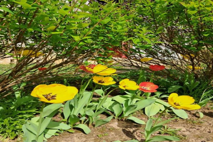 Maison de vacances - YEVRE-LE-CHATEL - foto 35