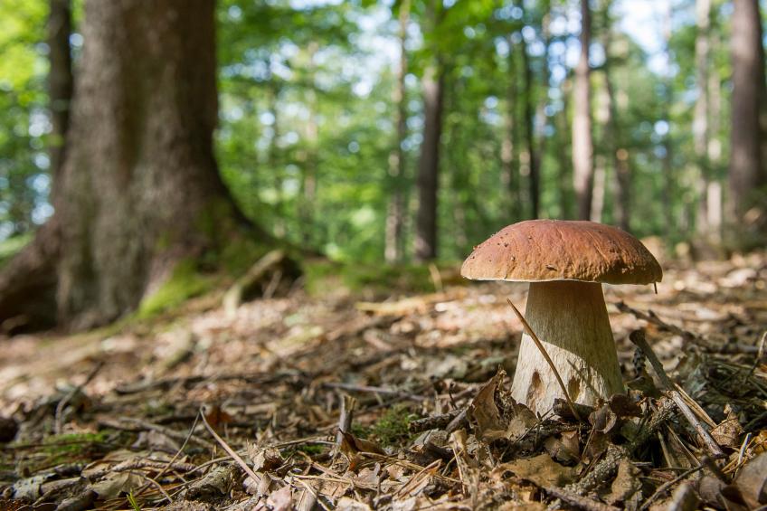 House Veles - foto 8