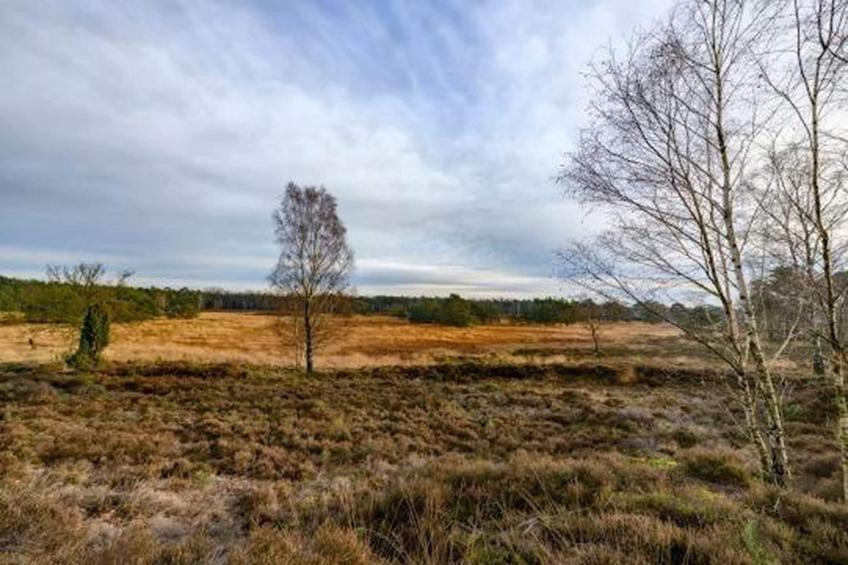 Bospark de Schaapskooi 10 - foto 38