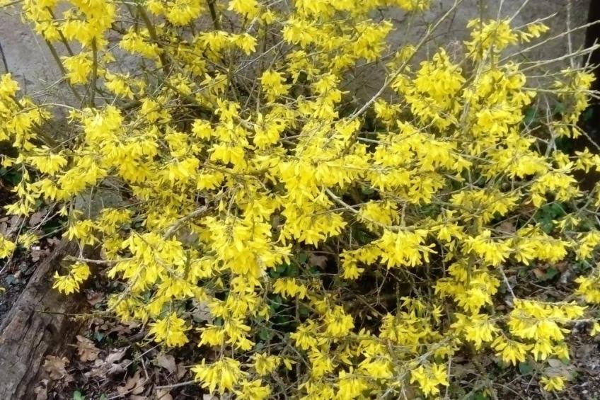 Fachwerkhaus "la maison de vacances" " - foto 39