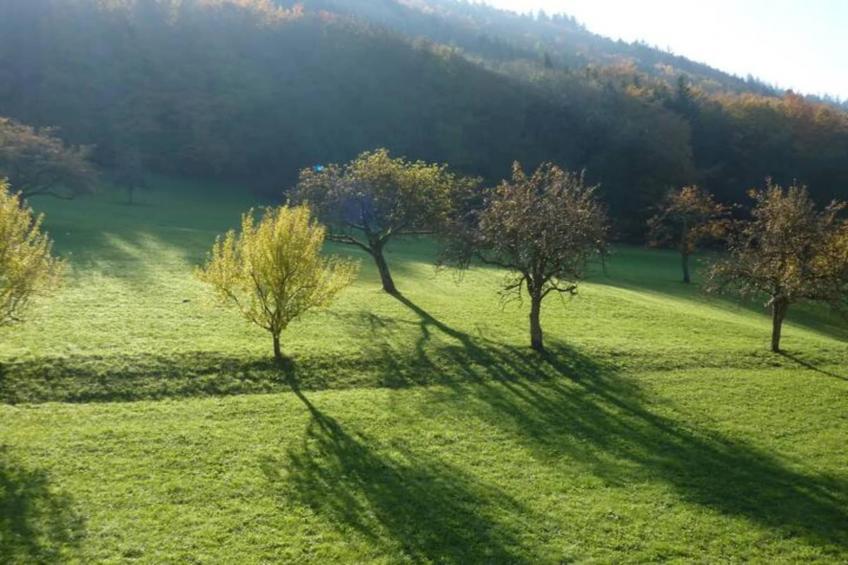Am Stulzenhof - foto 24