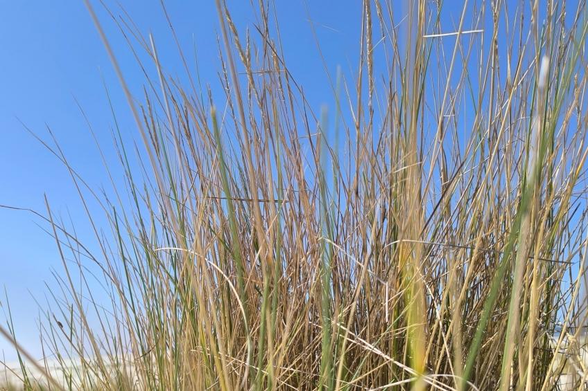 in Marienhafe - foto 7