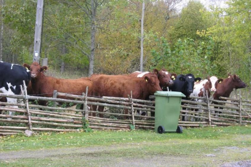Idyllisches Bauernhaus in Småland - foto 17