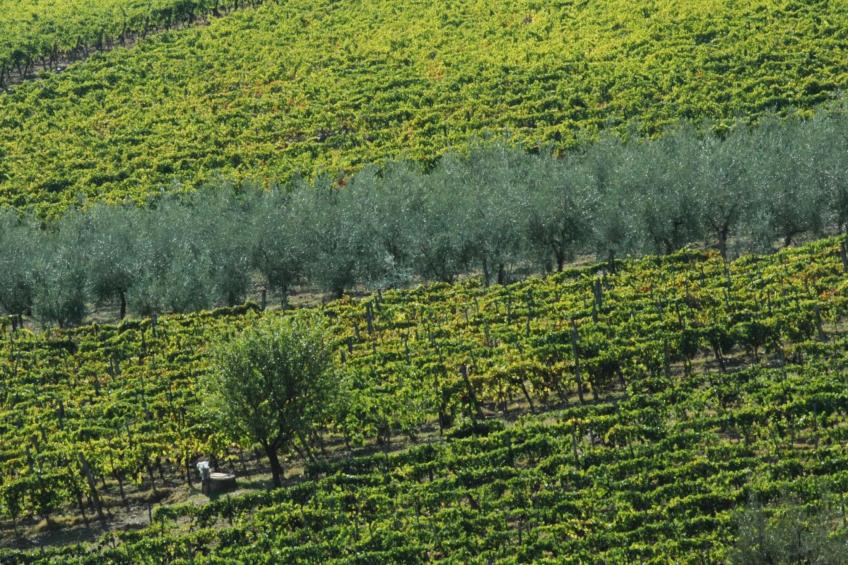 Wohnung in Figline Valdarno mit Gemeinschaftspool - foto 25