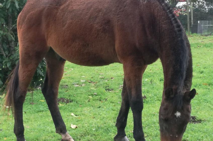 Pleine Nature in der Bretagne - foto 41