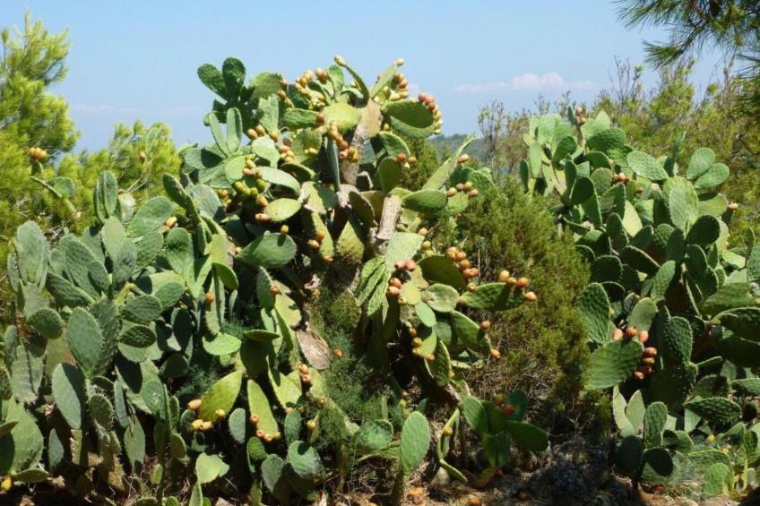 Wohnung in Calasetta mit Grill und Garten - foto 30