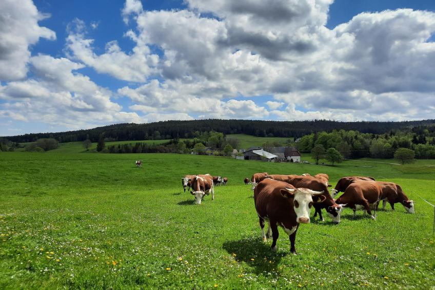 Zuckerbauernhof Weideblick - foto 7