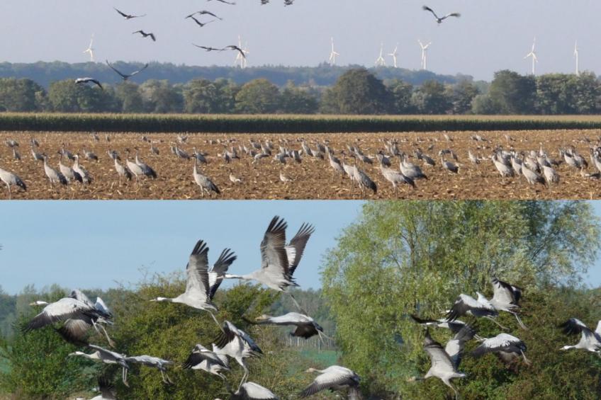 Janet Ratschkowski - foto 34