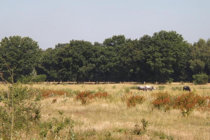 Bungalow 87 - foto 33