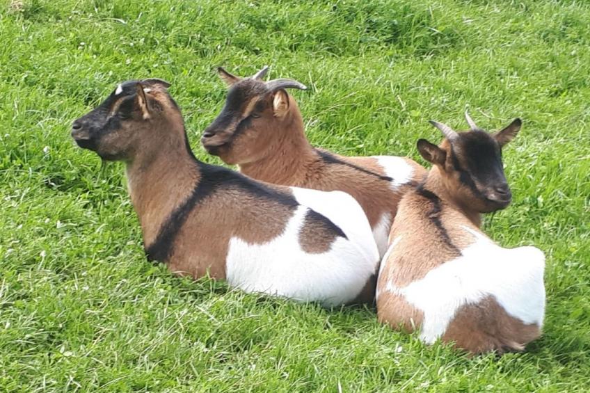 Kompatscherhof - foto 22