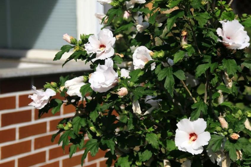 in Storkow mit Schönem Garten - foto 30