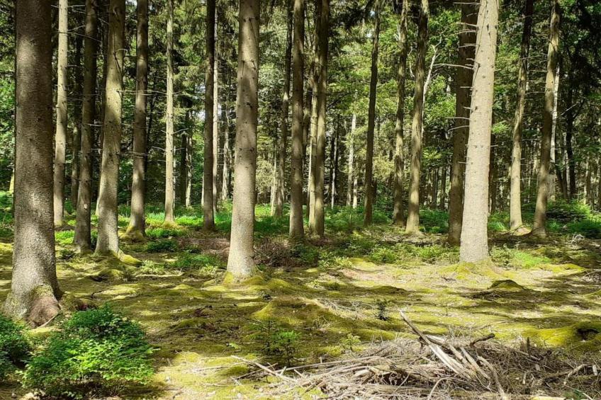 Le Chateau de Balmoral - 34 pers - foto 34