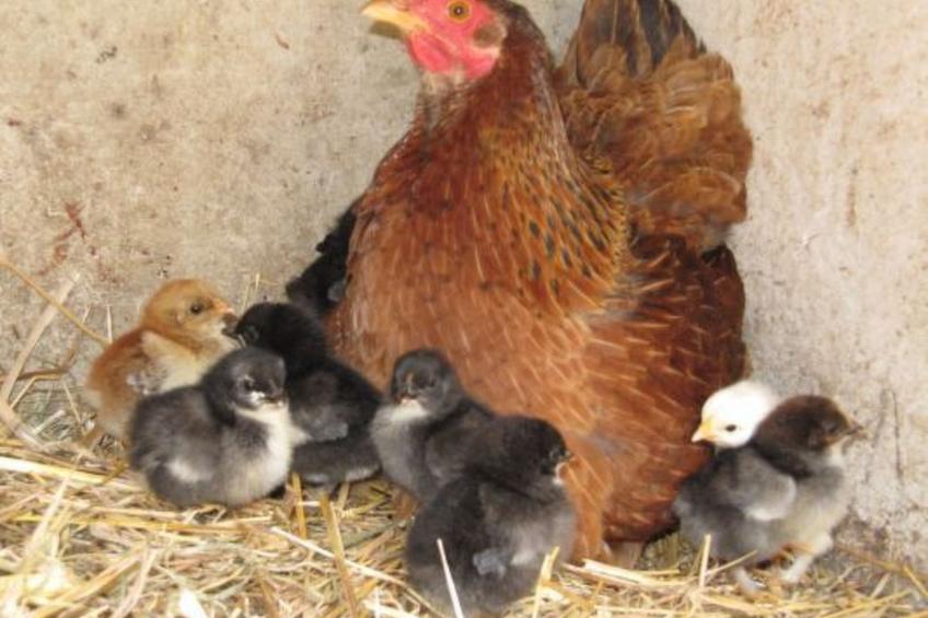 "L'Etable d'Emile" (Stall von Emile) - foto 23