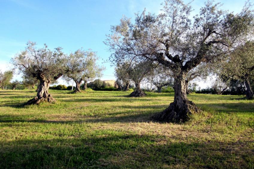 in Notaresco mit Grill und Garten - foto 22