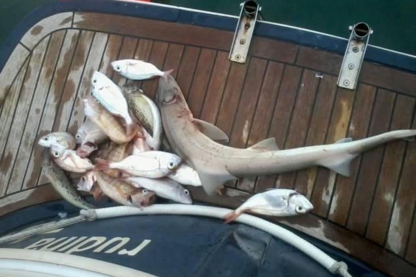 in Zlarin mit Schönem Garten - foto 43