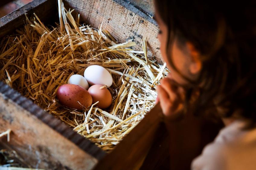 "Cobert del Carro". - foto 27