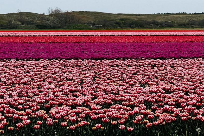 De Schelp 27 - foto 21