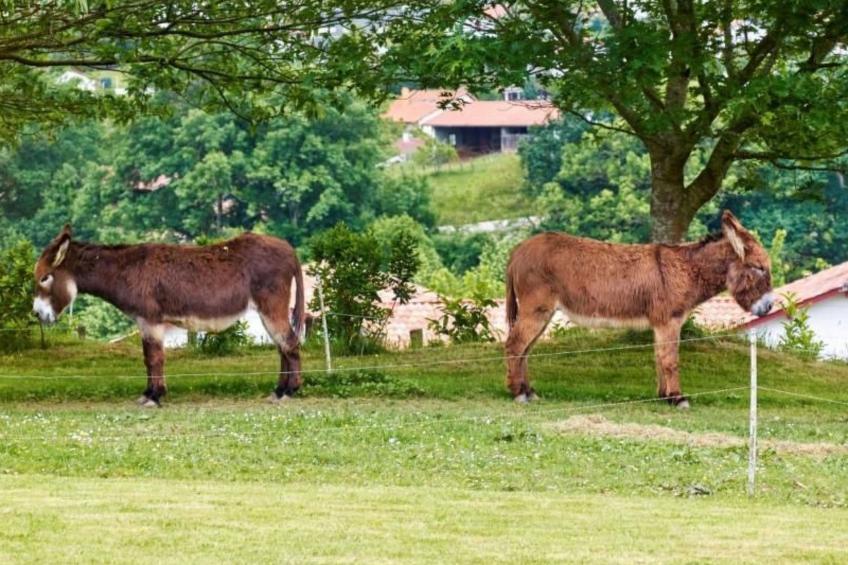 ARTZAMENDI - foto 18