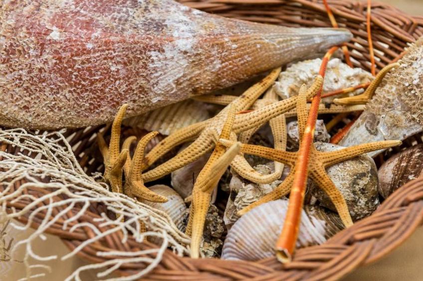 Apartments Rašica Molunat - One Bedroom Apartment with Patio and Sea View (Soba do kamina) - foto 17