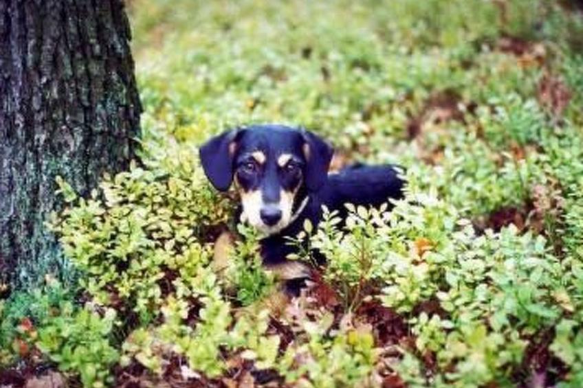 U SEMUSHKY Apartment 3 - foto 16