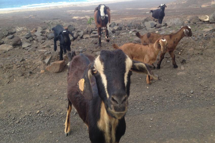 "Jandia" mit Wasserblick - foto 43