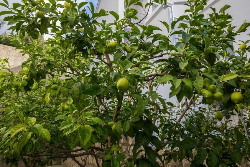 Apartments Villa Enzian - Comfort Two Bedroom Apartment with Balcony and Sea View - foto 19