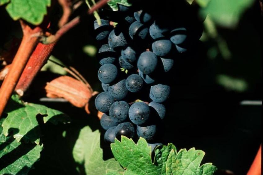 Perle-Lollipop - foto 35