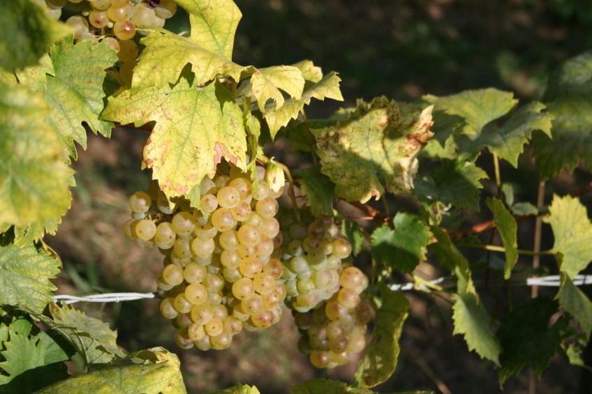 Rebenchalet - foto 37