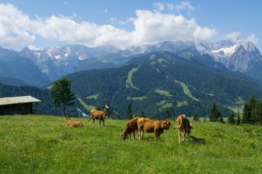 Fewo Alpspitze - foto 24