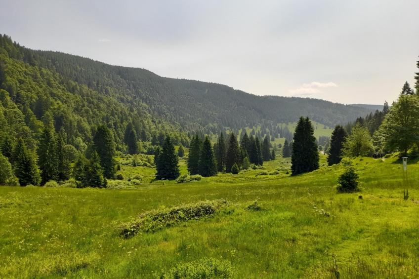 Schwarzwaldstübchen - foto 27